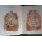 Pernkopf Anatomy: Atlas of Topographic and Applied Human Anatomy vol.2- Eduard Pernkopf
