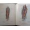 Pernkopf Anatomy: Atlas of Topographic and Applied Human Anatomy vol.2- Eduard Pernkopf
