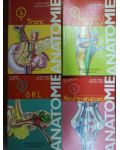 Anatomie 1,2 ,3 ,4 - Jean Marc Chevallier